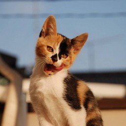 子猫・ラム