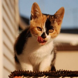 子猫・ラム