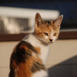 子猫・シー