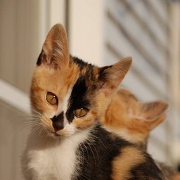 子猫・ラム
