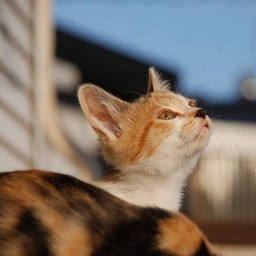 子猫・シー