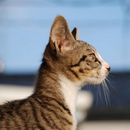 子猫・ミー