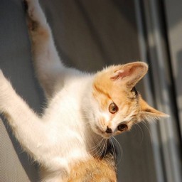 子猫・シー