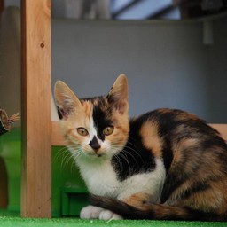 子猫・ラム