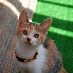 子猫・シー
