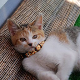 子猫・シー