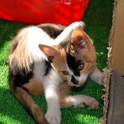 子猫・ラム