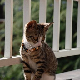 子猫・ミー