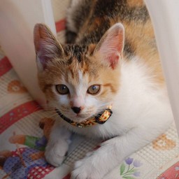 子猫・シー
