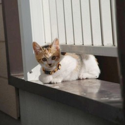 子猫・シー