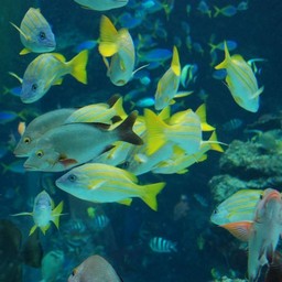 魚