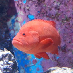 魚