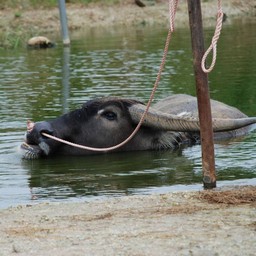 水牛