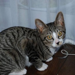 猫・ミー