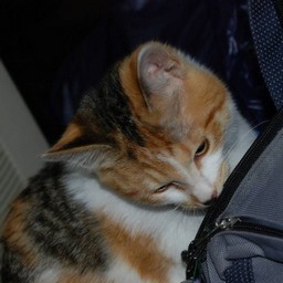 猫・シー