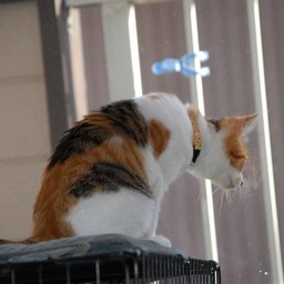 猫・シー