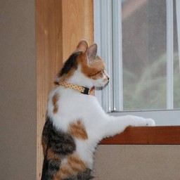 猫・シー