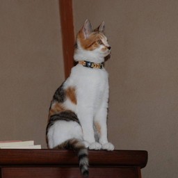 猫・シー