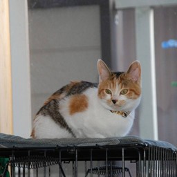 猫・シー