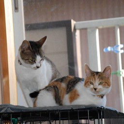 猫・小太郎&シー