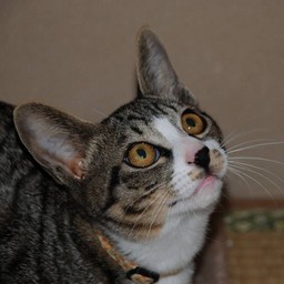 猫・ミー