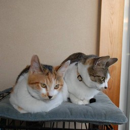 猫・小太郎&シー