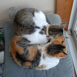 猫・小太郎&シー