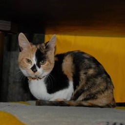 猫・ラム