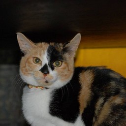 猫・ラム