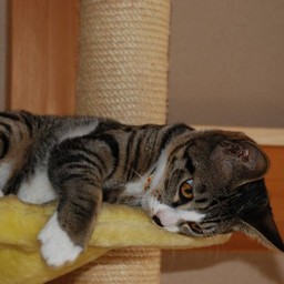 猫・ミー