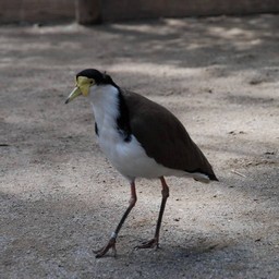 ズグロトサカゲリ