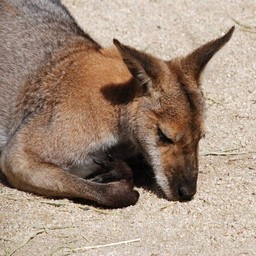 アカクビワラビー