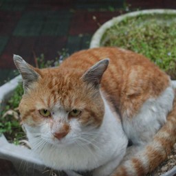 猫・茶太郎