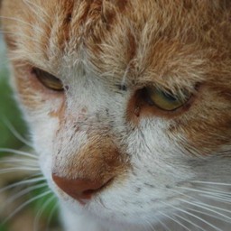 猫・茶太郎