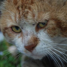 猫・茶太郎