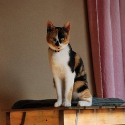 猫・ラム