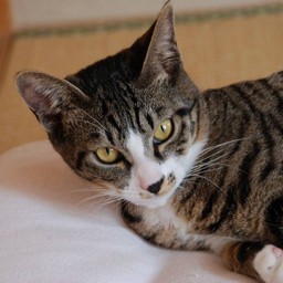 猫・ミー