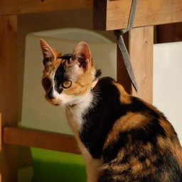 猫・ラム