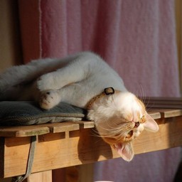 猫・シー
