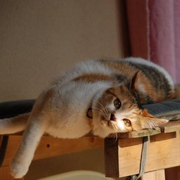 猫・シー