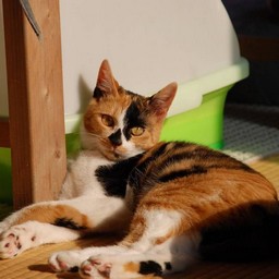 猫・ラム