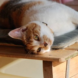 猫・シー