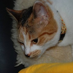 猫・シー