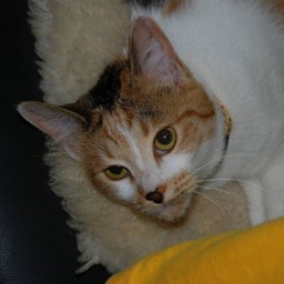 猫・シー