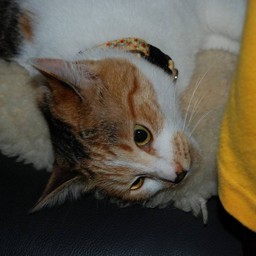 猫・シー