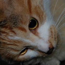 猫・シー
