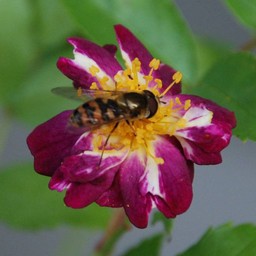蜂