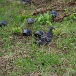鳩