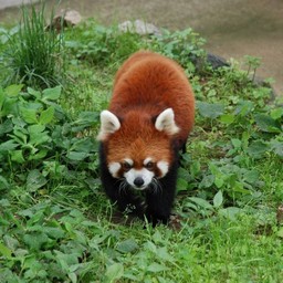 レッサーパンダ