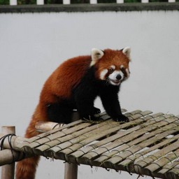 レッサーパンダ